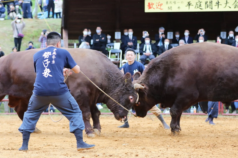 牛が角をぶつけあう様子写真