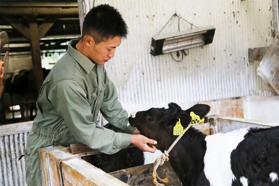 牛の世話をする和生さんの様子写真