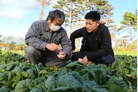 冬の味覚「寒じめほうれんそう」糖度クリアで「寒じめ宣言」２０日出荷開始