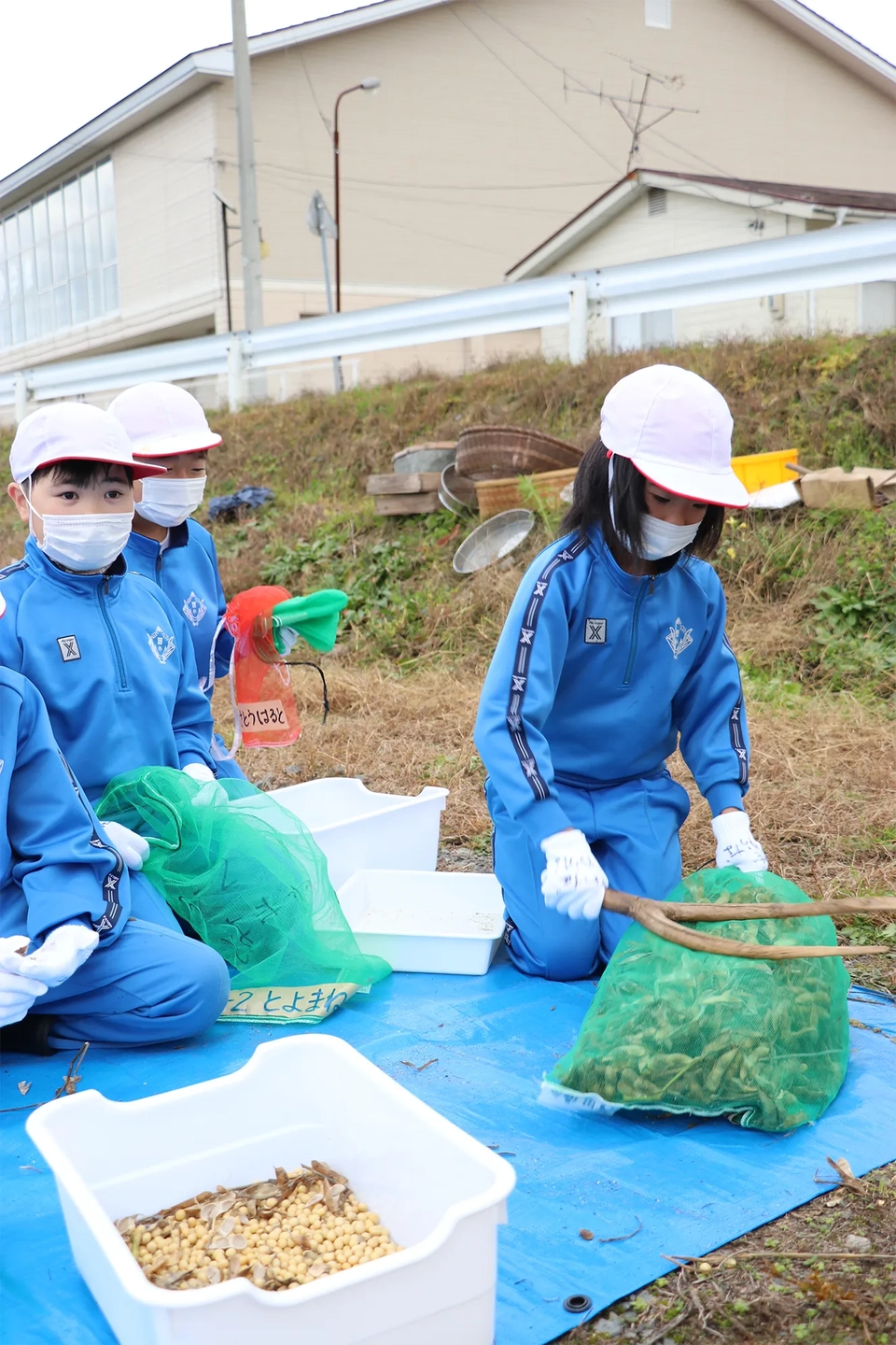 大豆の脱穀体験の様子写真