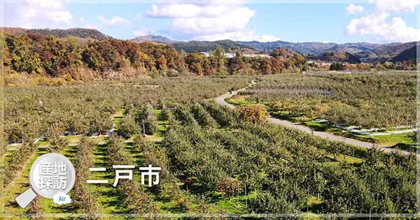 産地探訪Air 二戸市「りんご」