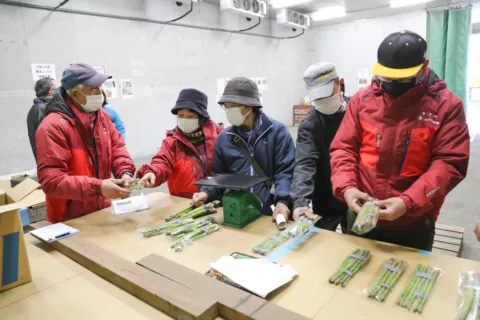 規格統一で有利販売へ促成アスパラガス出荷規格目揃い会