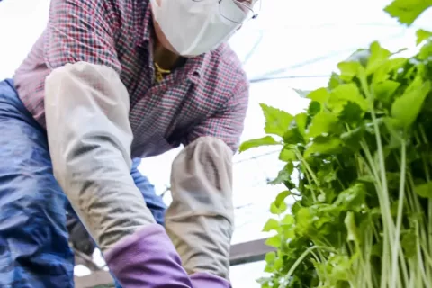 根三つ葉出荷始まる年末年始の需要に期待