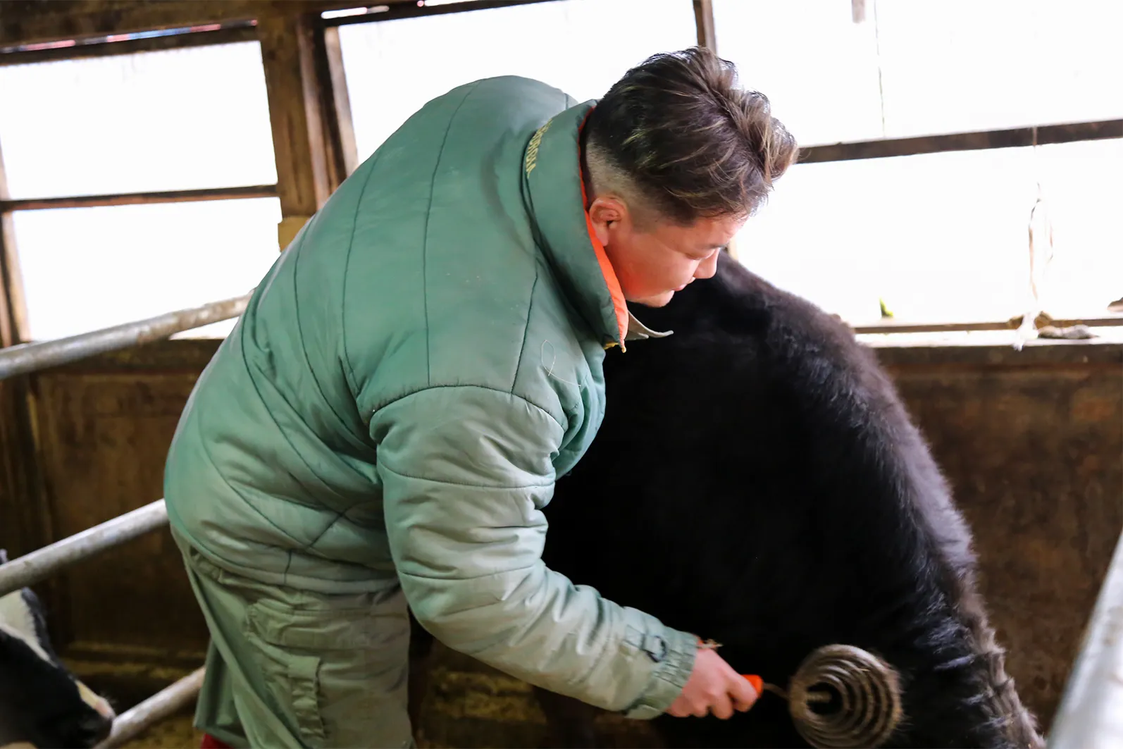 牛の世話をする工藤さんの様子写真