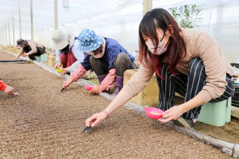 野菜苗作り最盛　<br>夏秋野菜の生産始まる