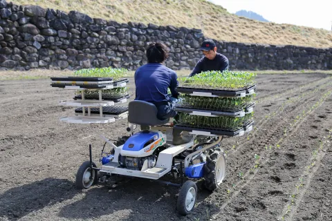 春取りブロッコリー定植始まる　<br>沿岸地域の主力品目に定着