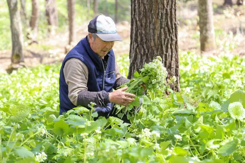 旬の味覚「花ワサビ」　出荷最盛期