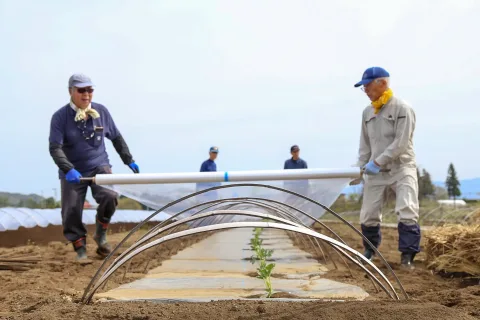 「滝沢すいか」定植開始　こまめな温度管理を