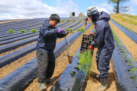 冬アスパラガス定植始まる　<br>５０００万円の販売目指す