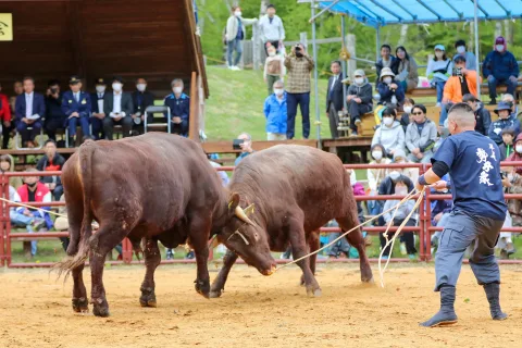 若牛１３頭が土俵デビュー　<br>平庭闘牛大会わかば場所