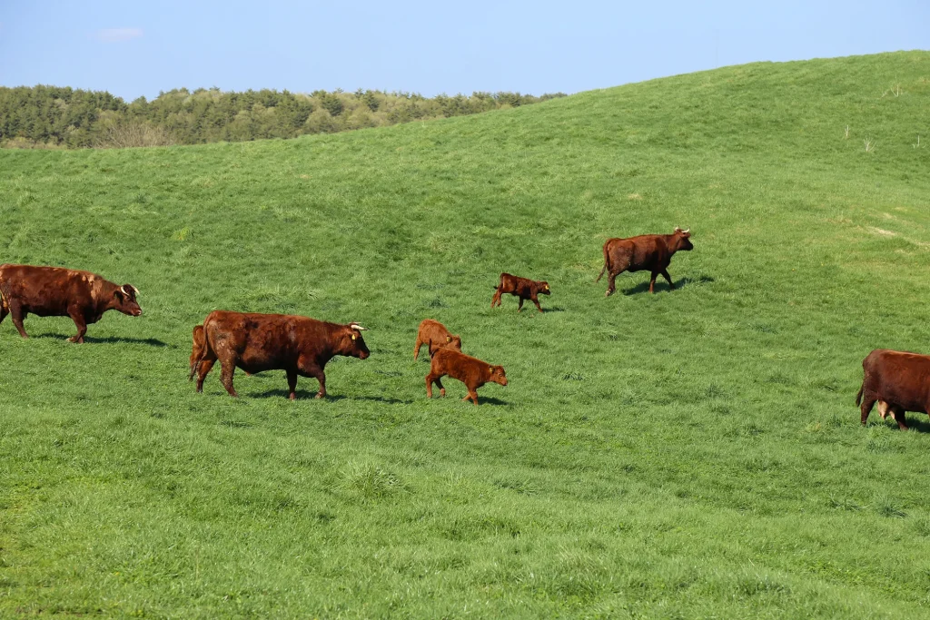 短角牛の親子放牧の様子写真