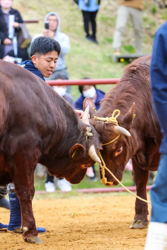 平庭闘牛大会わかば場所の様子写真