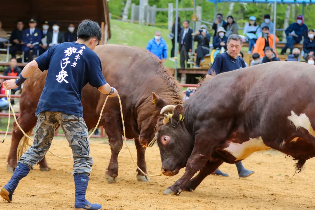 平庭闘牛大会わかば場所の様子写真