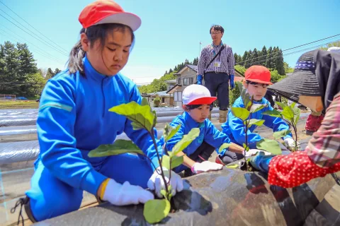 児童らが野菜植える　岩手町立一方井小学校