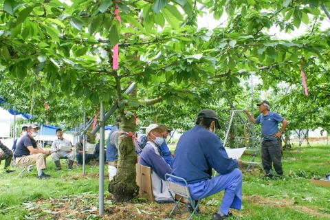 出荷までの管理のポイントを確認　<br>サクランボ着色管理指導会