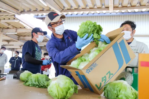 レタス目ぞろえで良品出荷を確認　<br>東北一の産地１０億円の販売目指す