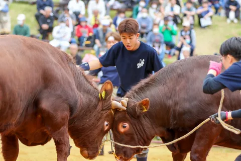 東北唯一の闘牛大会４０周年　 牛の文化を知るきっかけに一躍