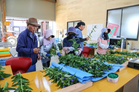 雫石町のリンドウ生産拡大　<br>販売額１億円目指し出荷始まる