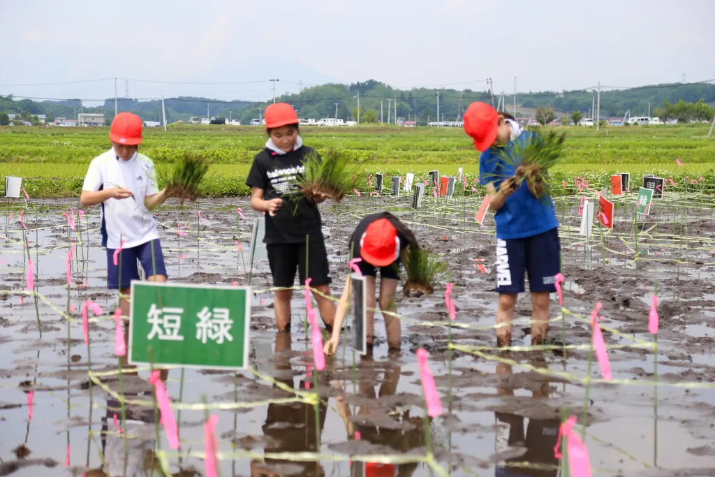 田んぼアートの田植えの様子写真