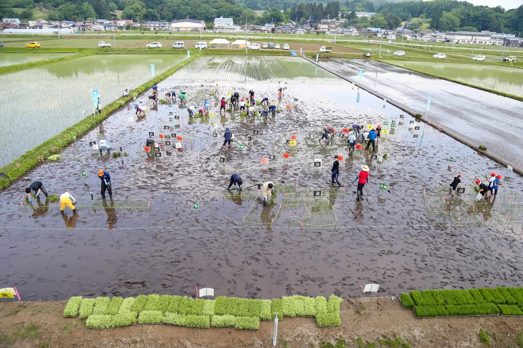 田んぼアートの田植えの様子写真