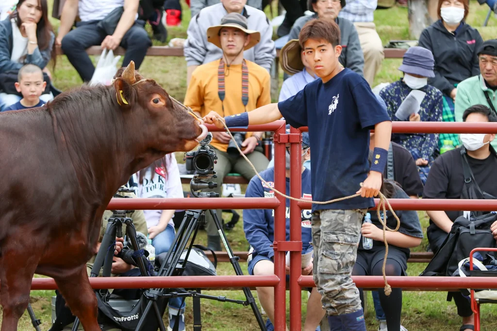 平庭闘牛大会の様子写真