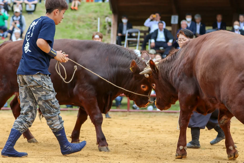 平庭闘牛大会の様子写真