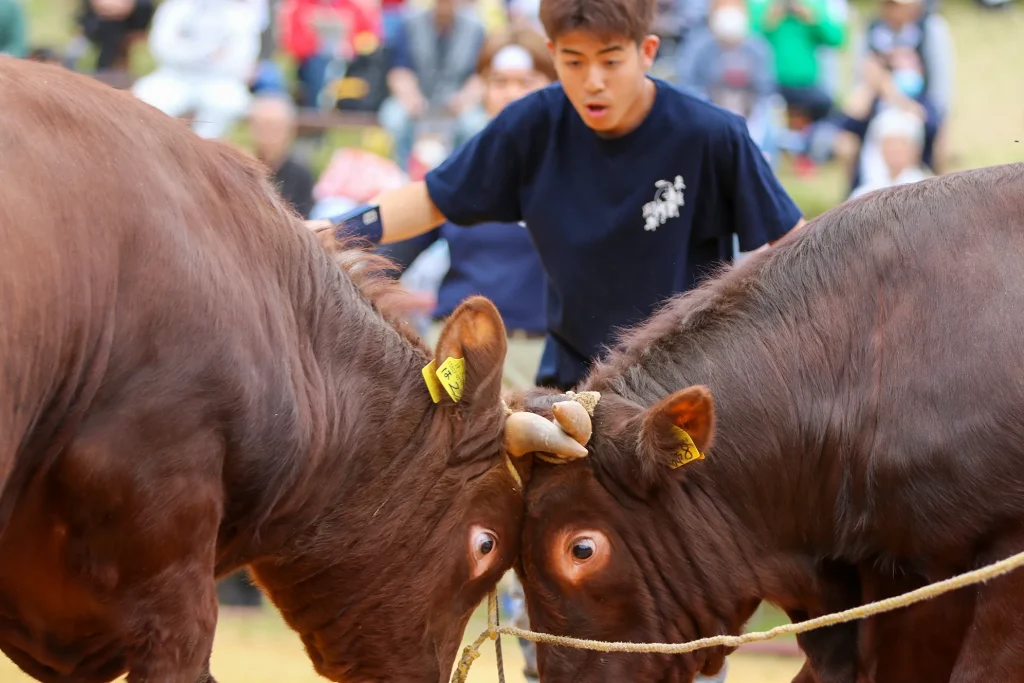 平庭闘牛大会の様子写真