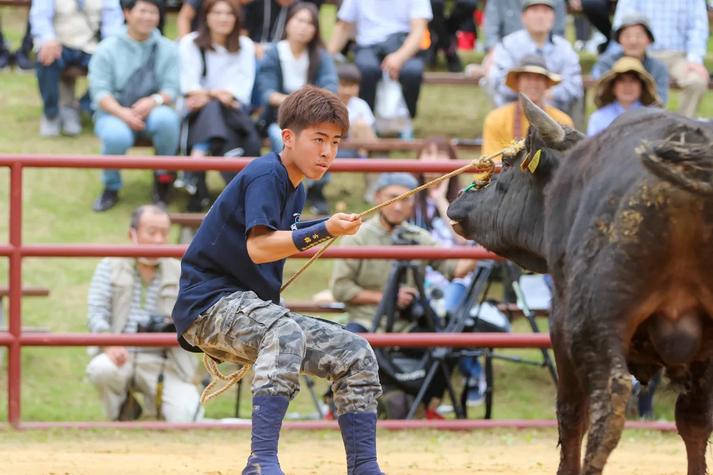 平庭闘牛大会の様子写真