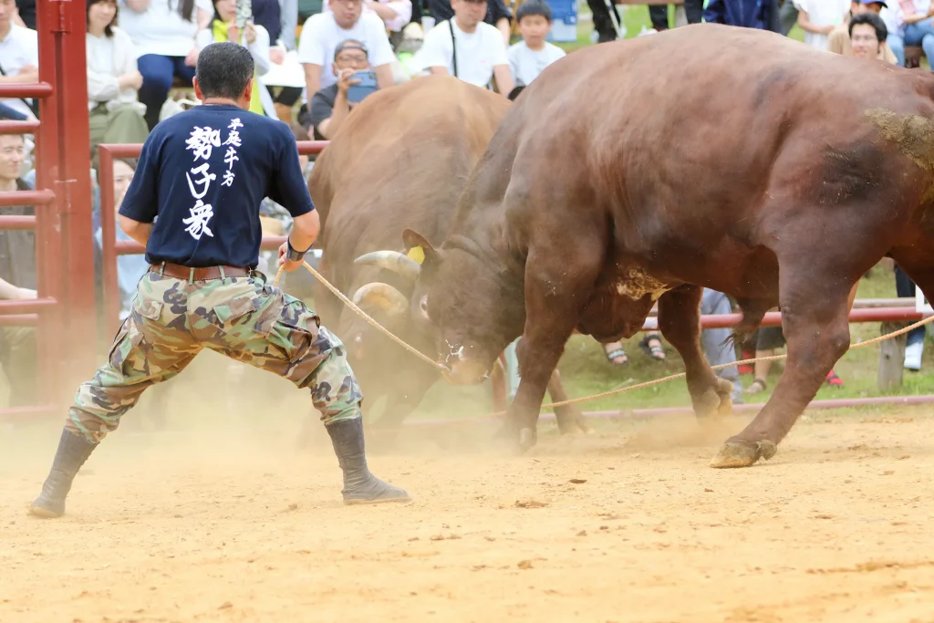 平庭闘牛大会の様子写真