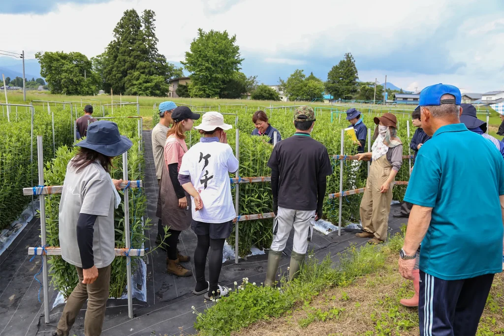 雫石町リンドウ出荷の様子写真