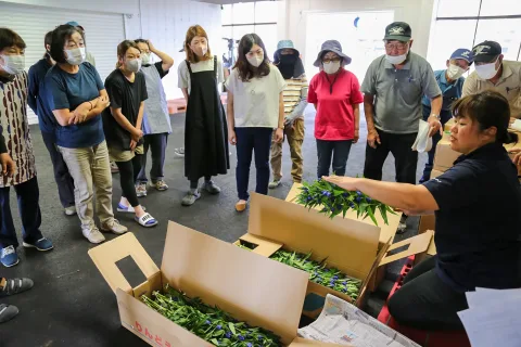 良品出荷へ規格確認　リンドウ出荷規格目揃い会