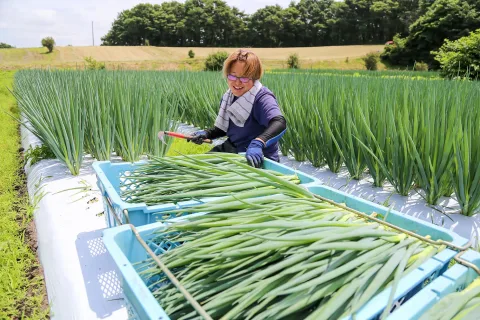 九条ネギの出荷始まる　<br>夏秋期の産地として期待高まる