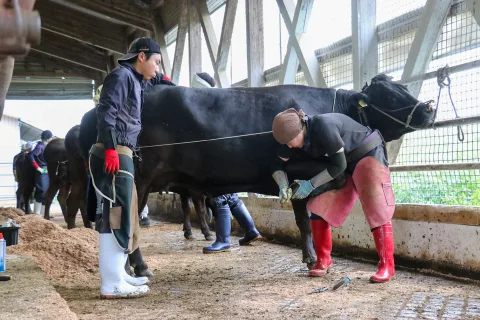 柳本克俊さん優勝に輝く　<br>第14回岩手県牛削蹄競技大会