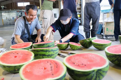 今年も仕上がり上々　「滝沢すいか」糖度調査