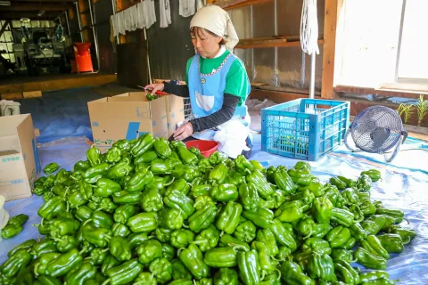 ピーマン生産に手応え　<br>久慈地域の新たな園芸品目として期待