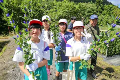 地元の小学生がリンドウの収穫などを体験　<br>「花育教科書」使い、日本一の「安代りんどう」学ぶ