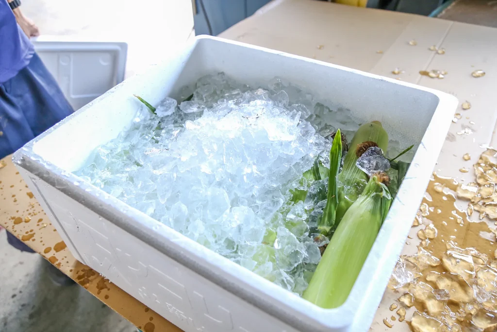 氷詰めのトウモロコシ出荷の様子写真