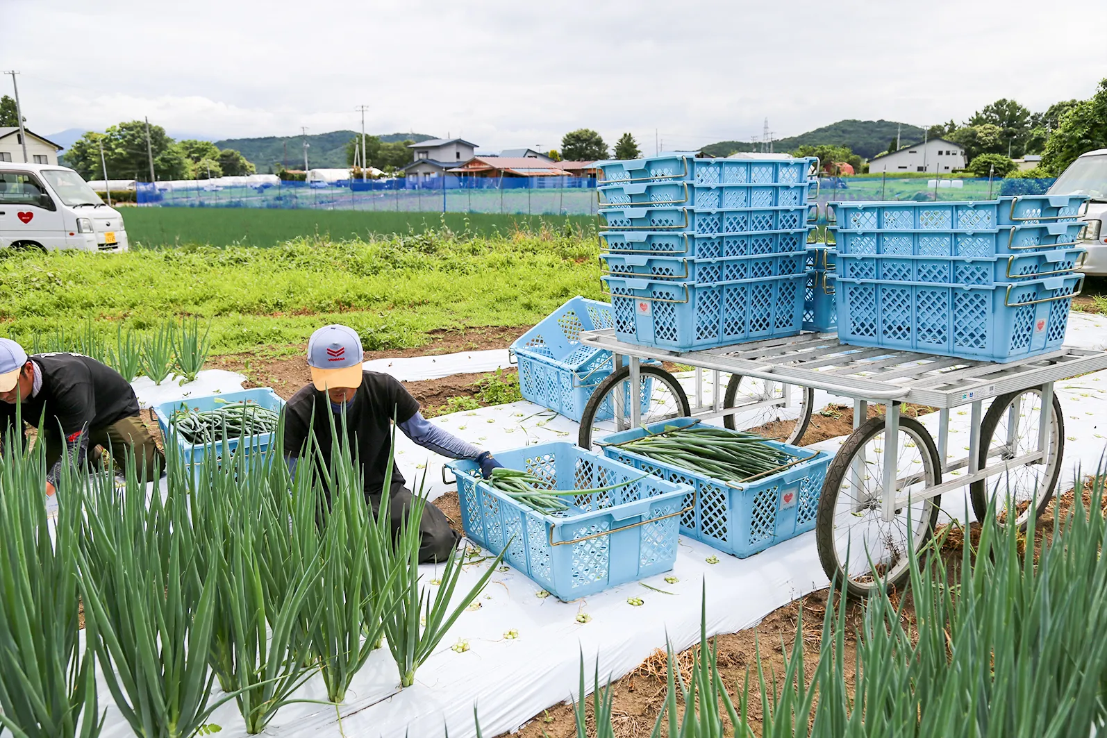 九条ねぎの出荷をしている様子