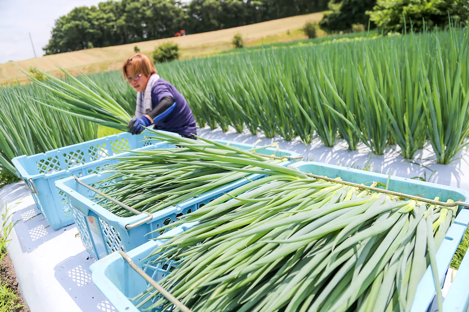 九条ねぎの出荷をしている様子