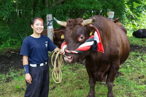 闘牛の勢子として活躍　<br>山形村短角牛のＰＲに