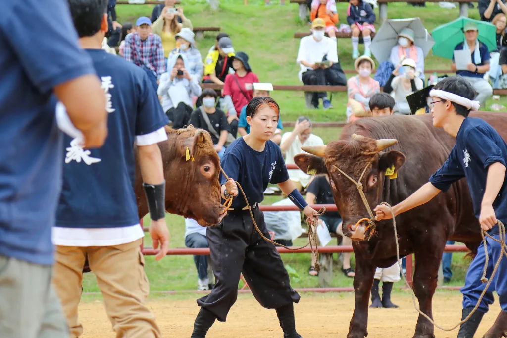 平庭闘牛大会の様子写真