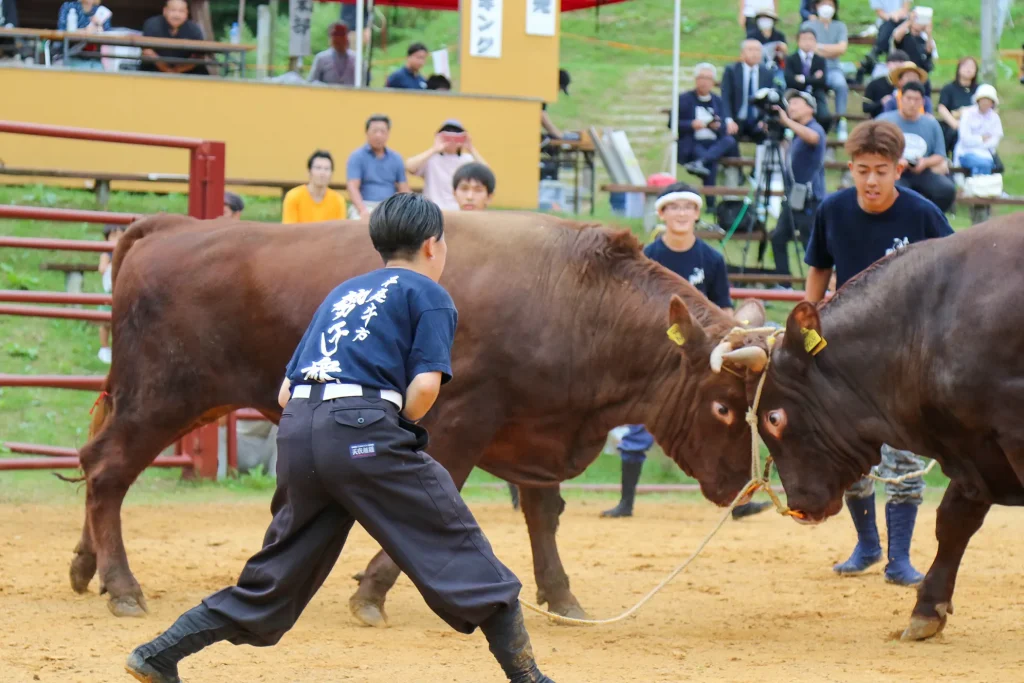 平庭闘牛大会の様子写真