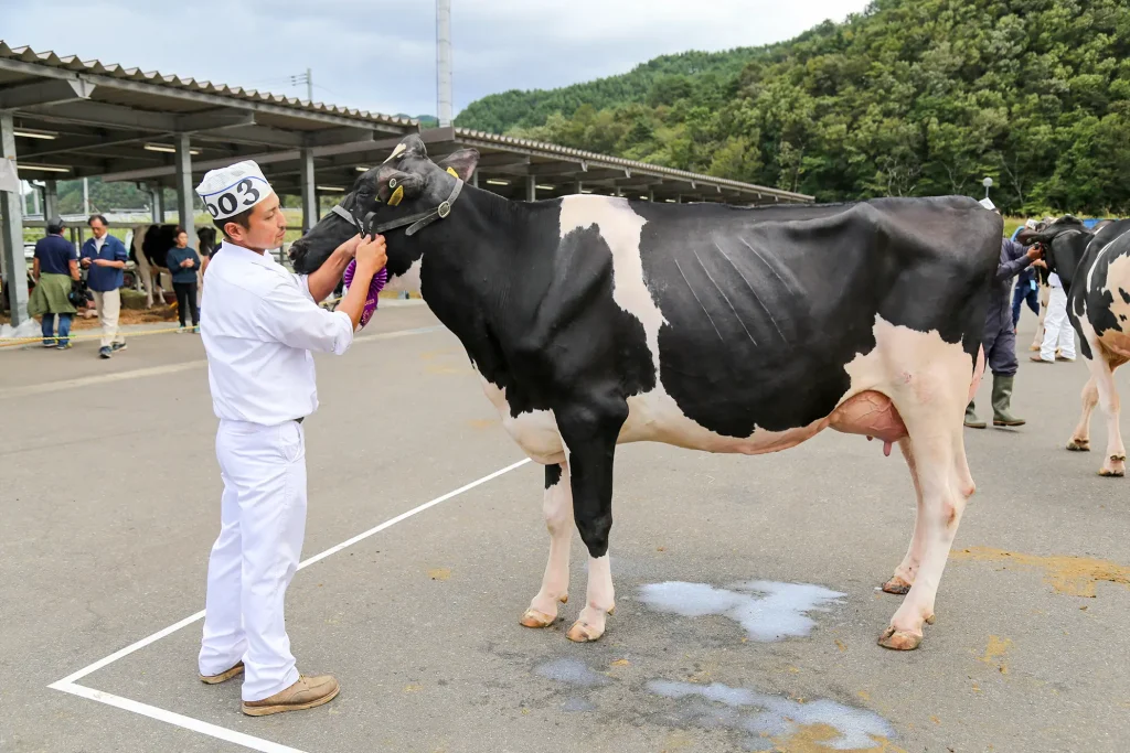 第59回岩手県沿岸ホルスタイン共進会の様子写真