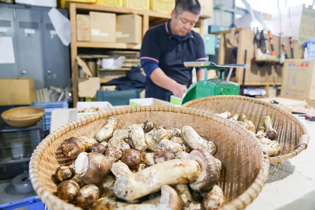 花輪集出荷場に持ち込まれたマツタケの画像