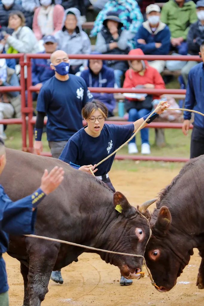 平庭闘牛大会もみじ場所の様子写真