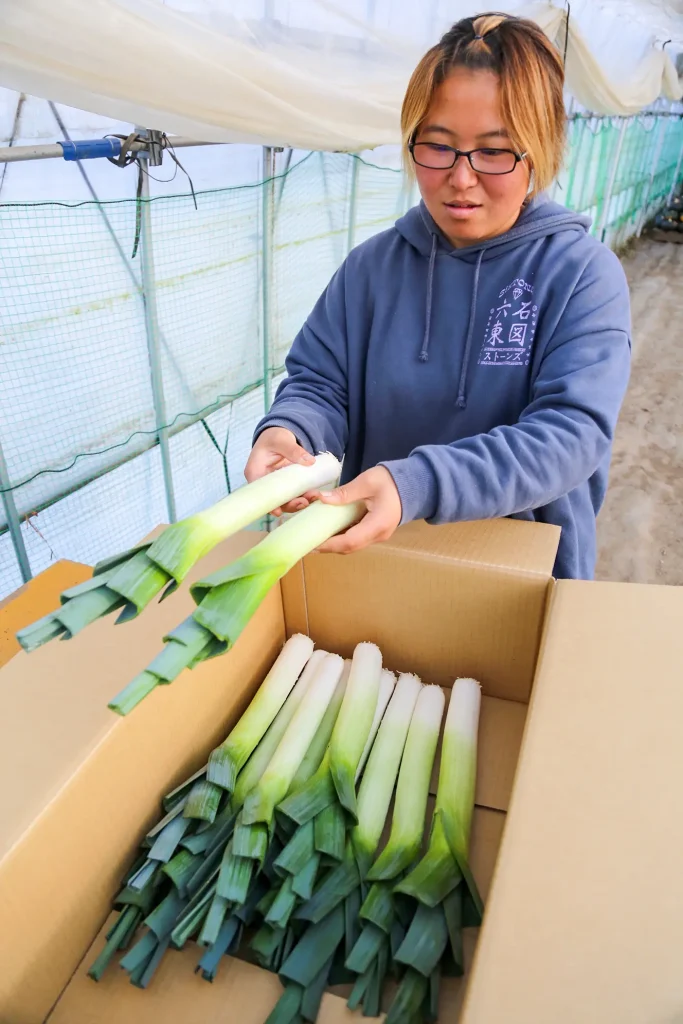 合同会社みのり風土リーキ（西洋ネギ）の出荷の様子写真