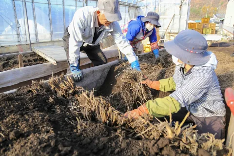 本州一早いアスパラガス産地　<br>出荷に向け伏せ込み作業ピーク