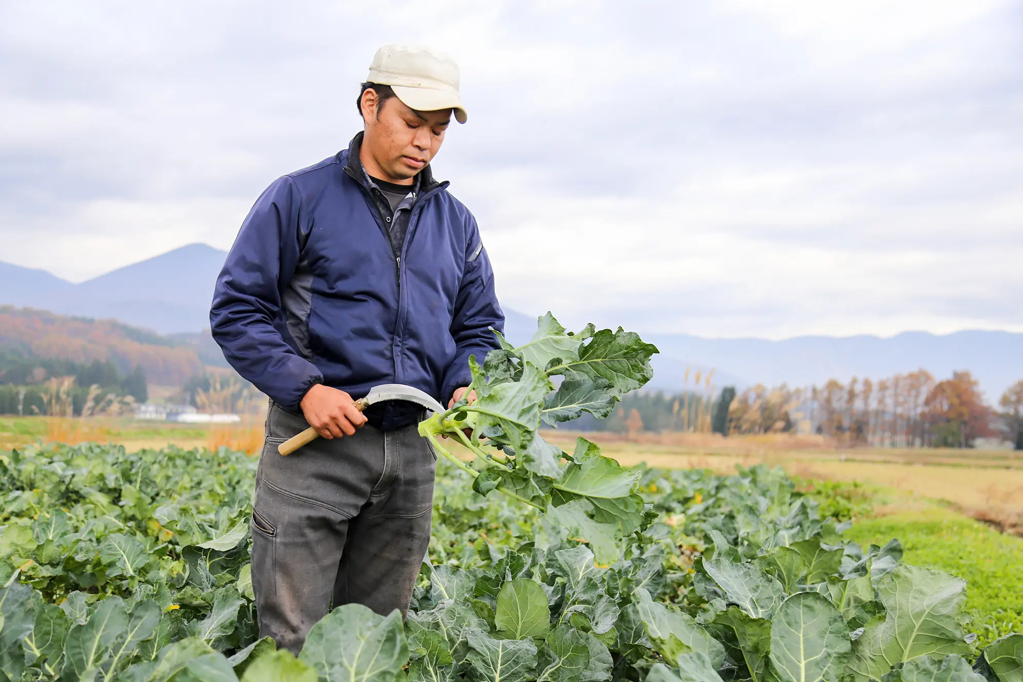 ブロッコリー1本の農業経営目指す <br>2拠点で技術高める | JA新いわて