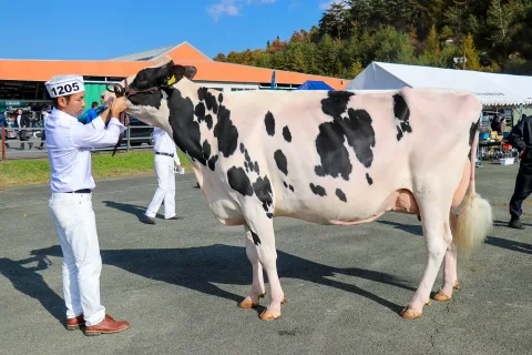 ＪＡ管内から出品牛が多数入賞　<br>2023東日本ディリーショー