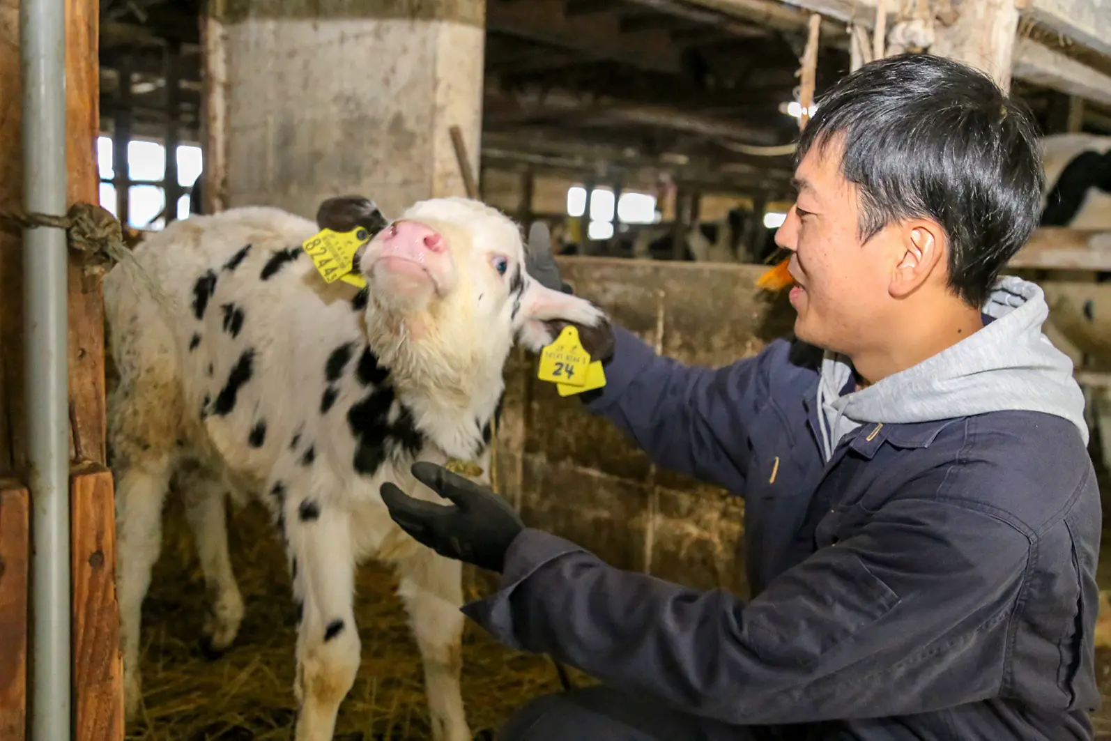 牛の飼育をしている様子